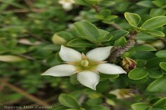 Himalrandia tetrasperma